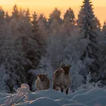 Hotel Skyview Igloo Rovaniemi