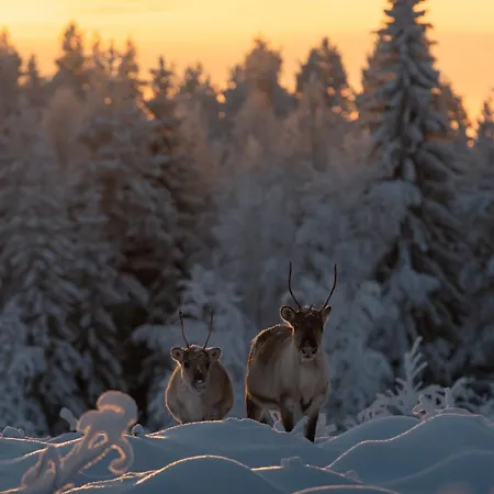 Отель Skyview Igloo Рованиеми